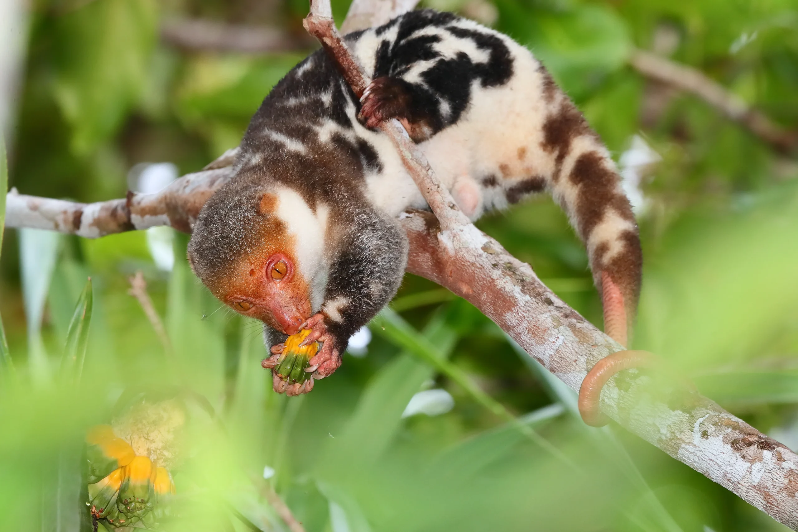 Waigeo spotted cuscus