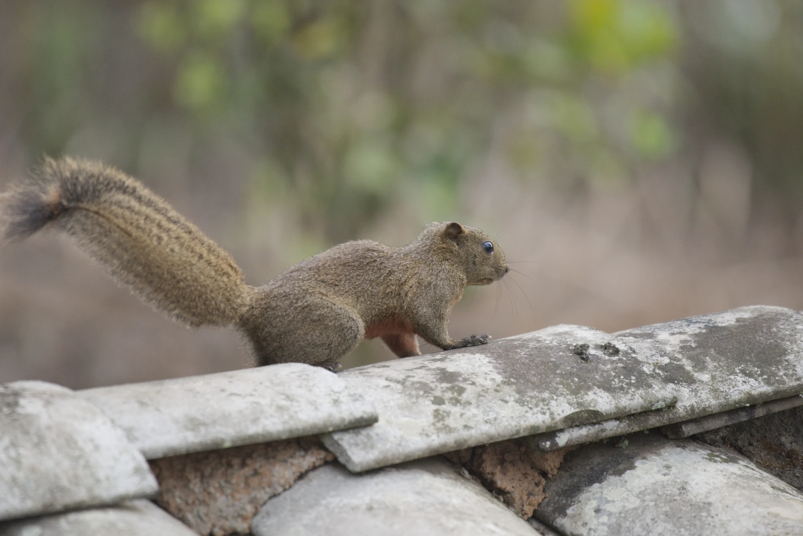 Anderson’s Squirrel in Yunnan