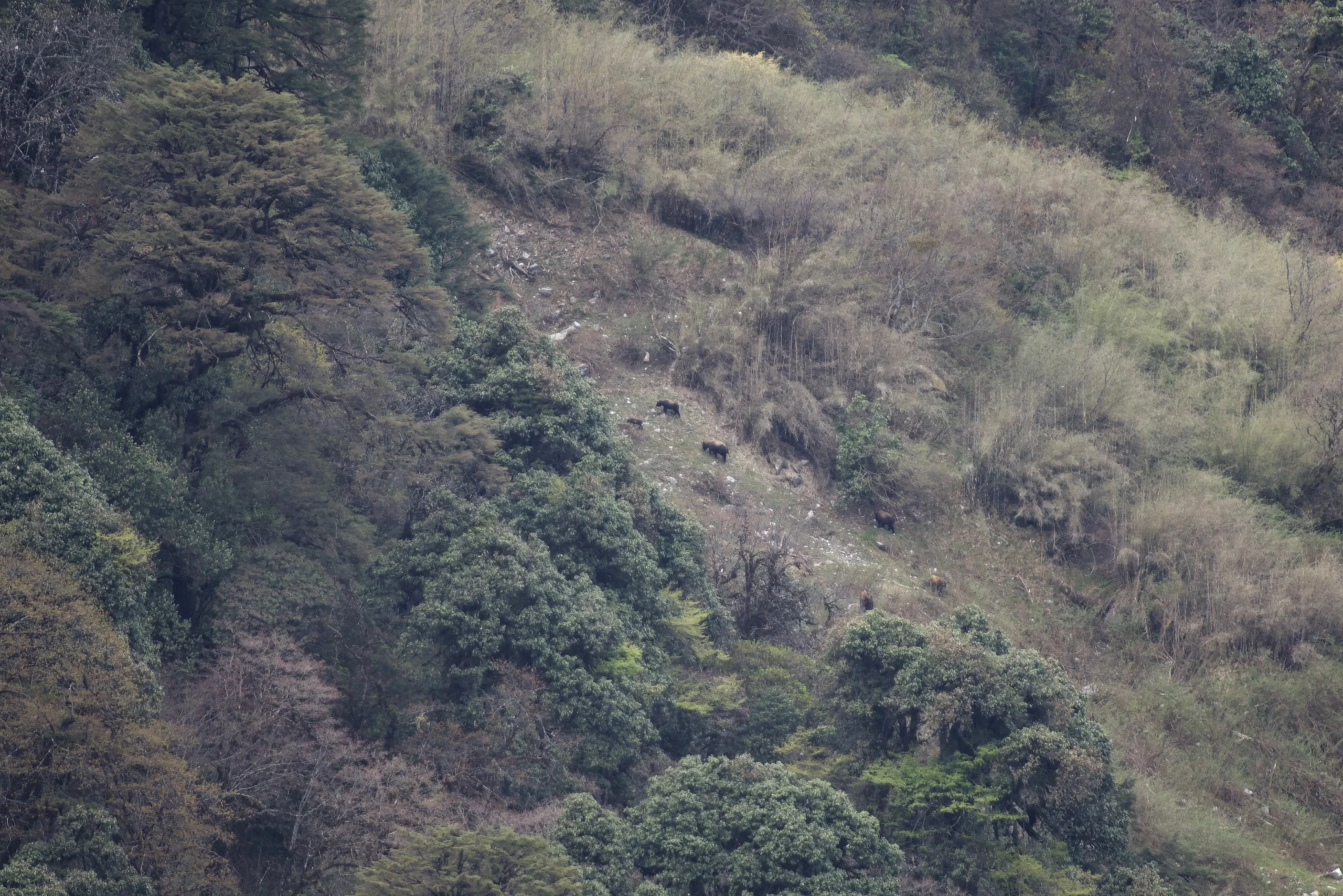 Himalayan Takin in Yunnan