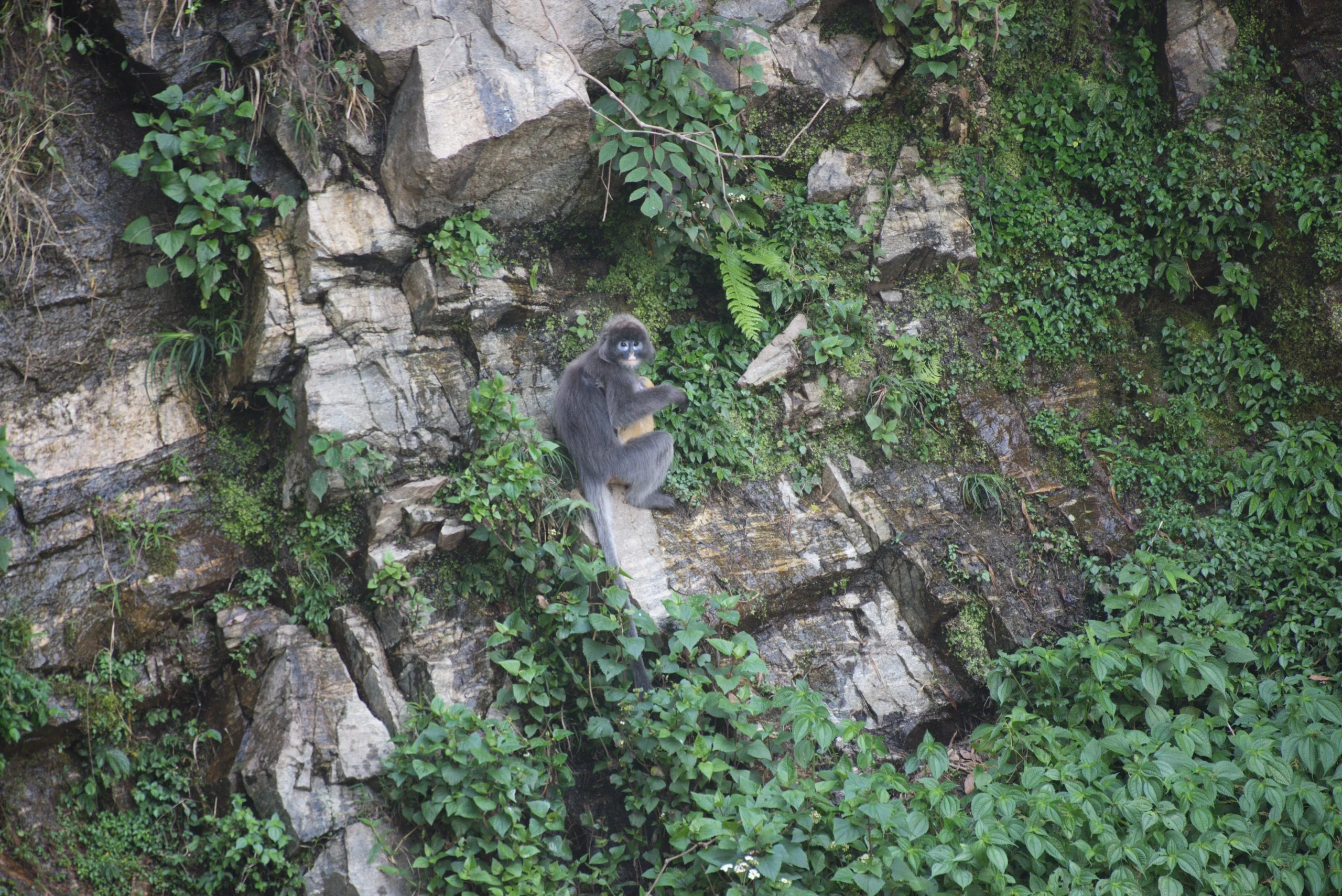 Shan Langur in Yunnan