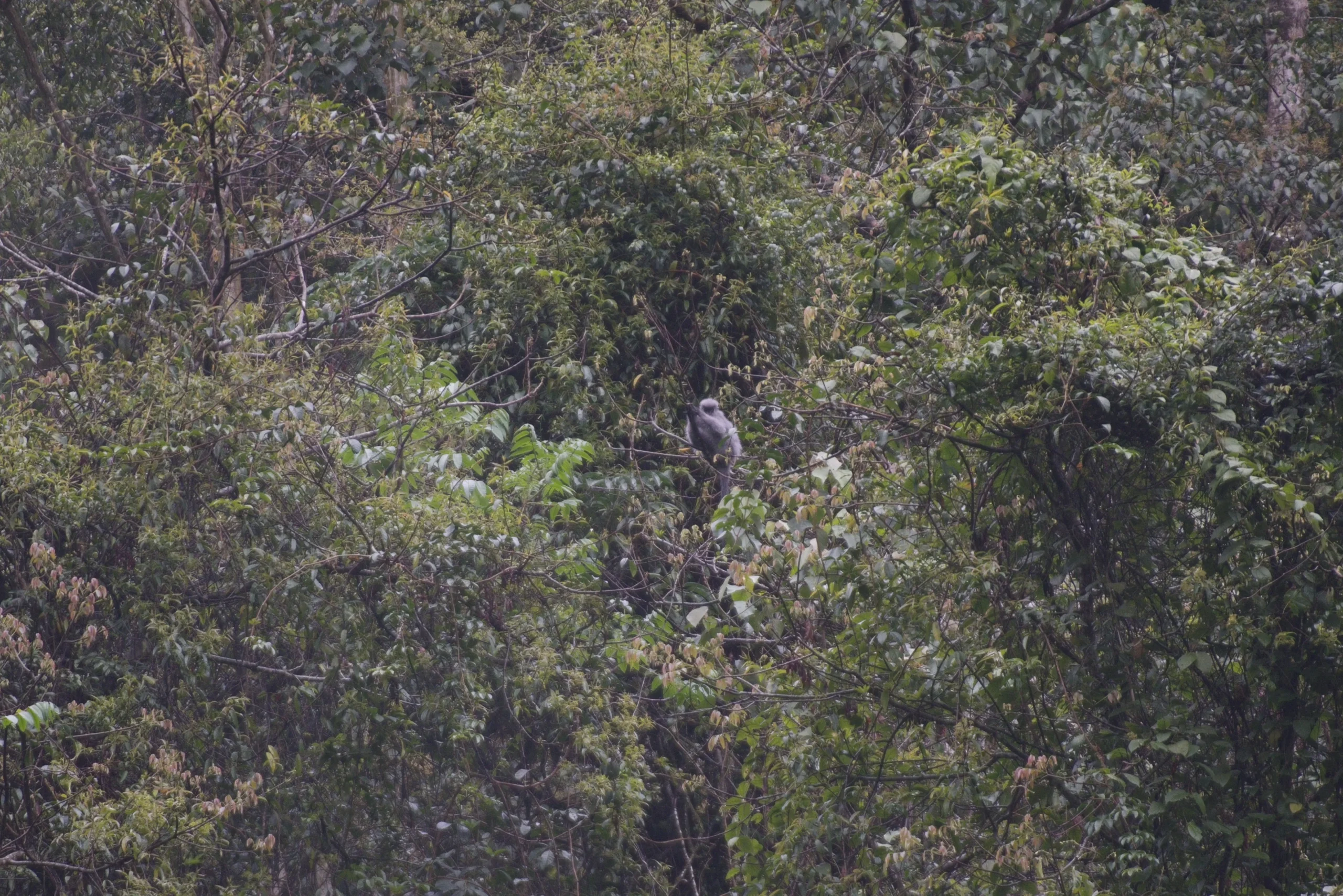 Shortridge’s Langur in Yunnan