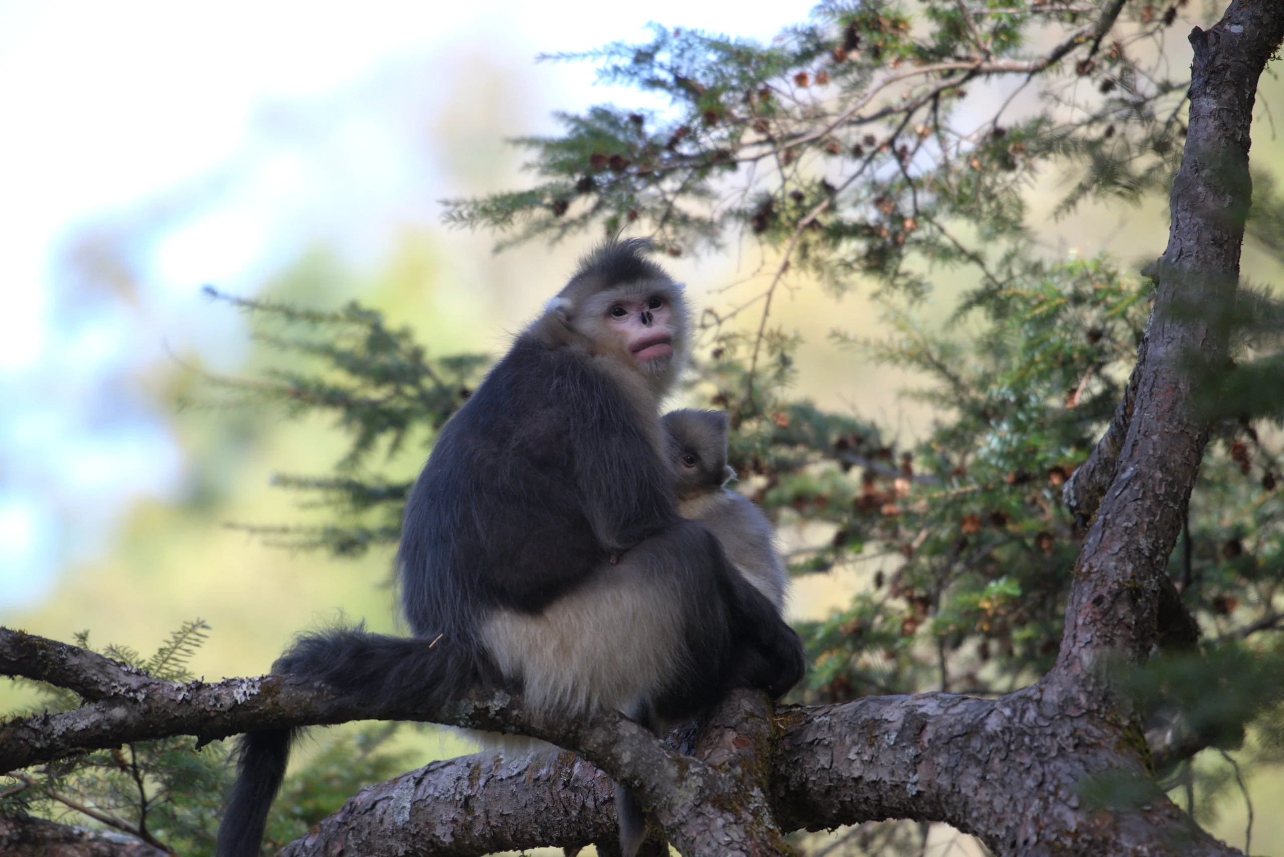 Yunnan Snub-nosed Monkey