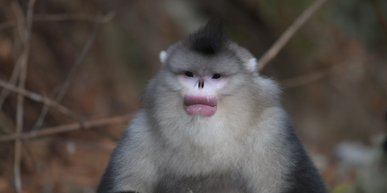 Yunnan Snub-nosed Monkey portrait