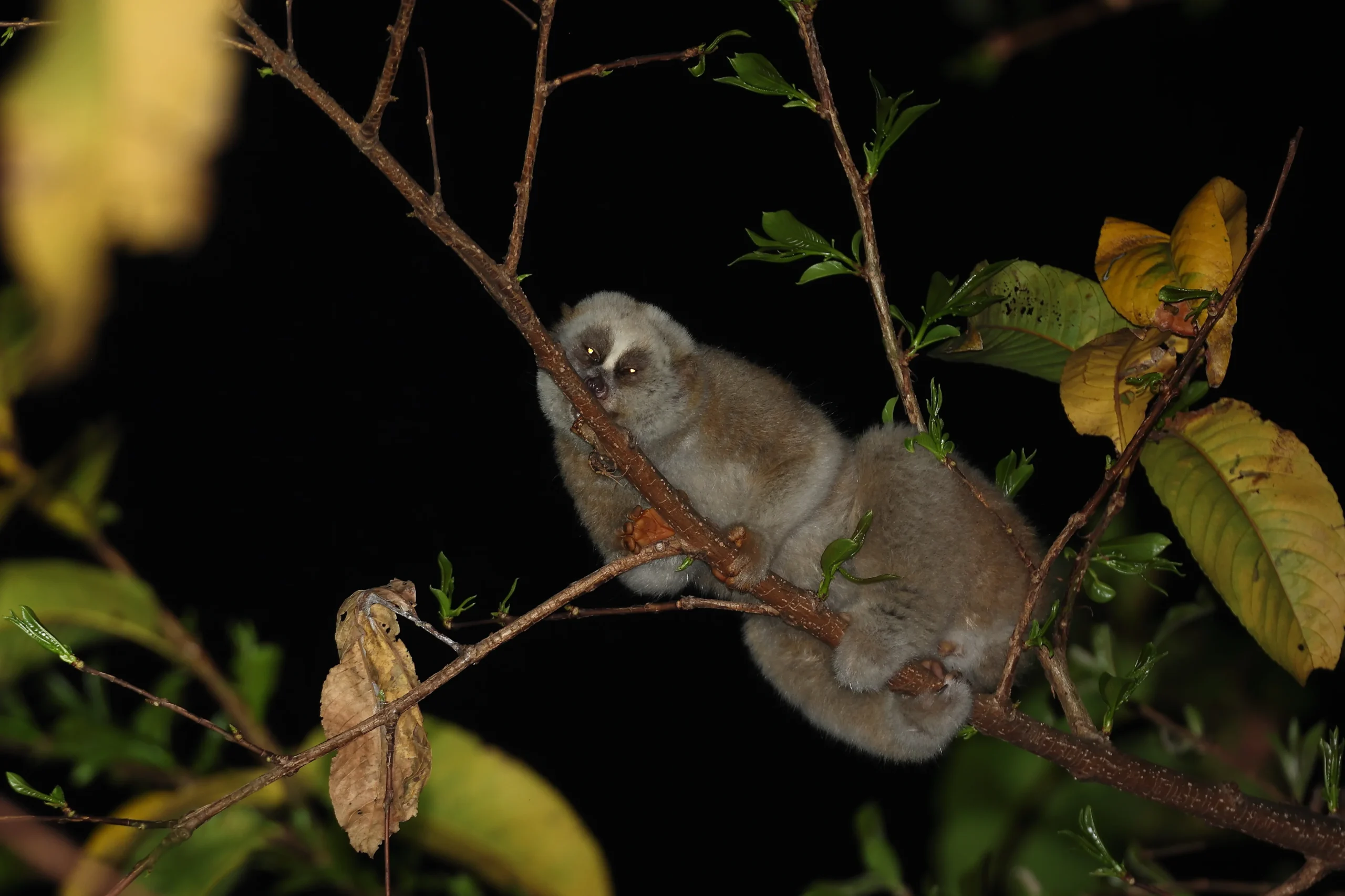 Bengal Slow Loris in Yunnan