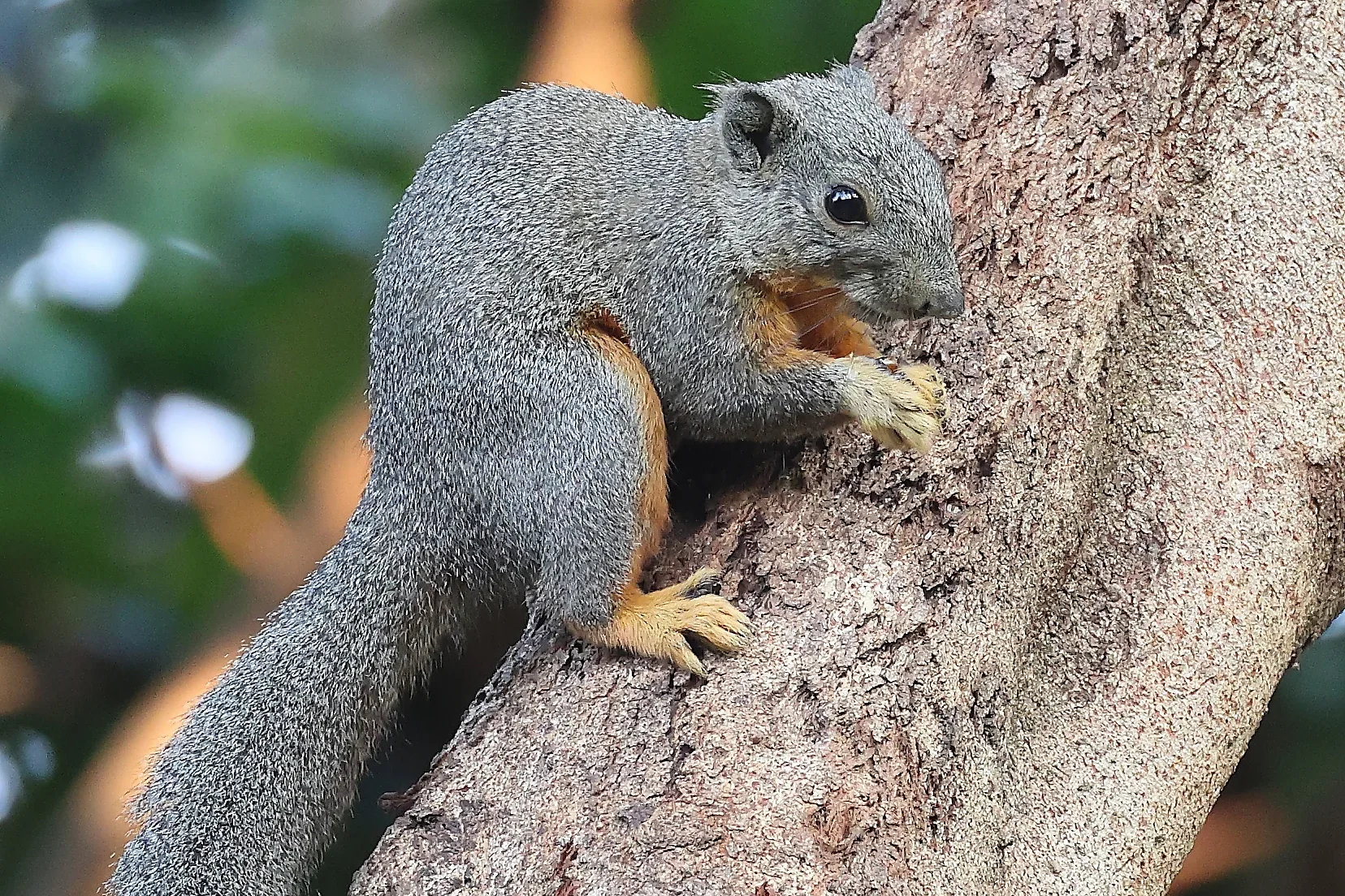 Phayre’s Squirrel in Yunnan